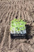 container with green sprouts of tomato plant photo