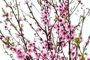 peach tree with pink blossoms in spring photo