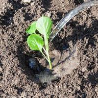 watering of cabbage sprout in garden photo