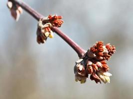 buds on apple tree in spring day photo