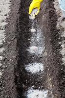 farmer fertilizes seed potatoes in furrow photo