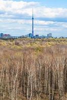 birch grove and city with TV tower on horizon photo