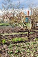 huerta y cerezos en el campo foto