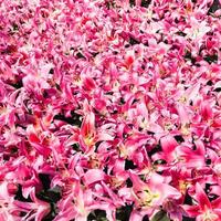 lot of pink lilies on flower bed photo