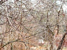 wet brances of bare trees with raindrops in garden photo