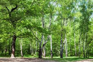 clearing in green oak and birch forest photo