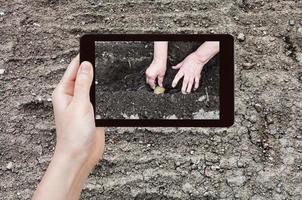 farmer photographs planting of potatoes in garden photo