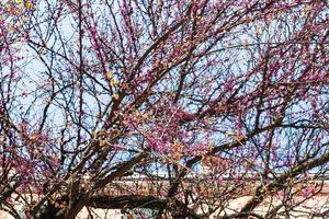 flores rosas en un árbol en la ciudad de verona en primavera foto