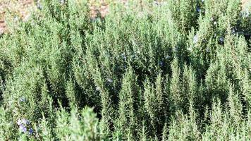 Bush of blossoming rosemary photo