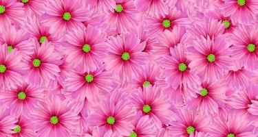 Pink cosmos flower pattern background. Art or abstract of flora, floral and beautiful natural wallpaper. photo