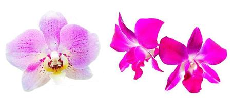 Close up violet and white orchid blooming isolated on white background with clipping path and make selection. Beauty in nature, Tropical plant, purple flora, Bouquet of floral. photo