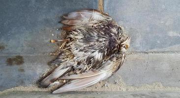 Top view of a long dead pigeon corpse on a concrete floor with space on the right. Flat lay bird die on the ground. concept of infectious and wild animals. photo