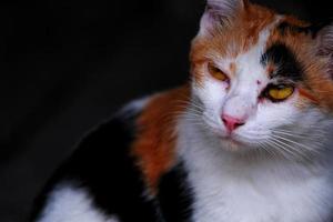 primer plano gato amarillo y blanco con foto vertical de ojos amarillos. gato mirando hacia arriba. conjunto de gato callejero. tema de animales sin hogar.