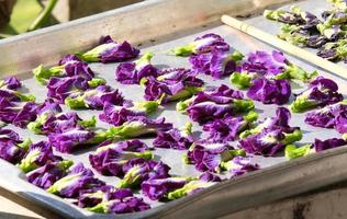 Butterfly pea dried flowers. Anchan is dried in the sun to make tea. Flower in morning sunlight. photo