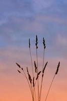silueta de planta de flores en la naturaleza con un hermoso fondo de puesta de sol foto