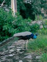 Peacock in the park photo