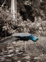 Peacock in the park photo