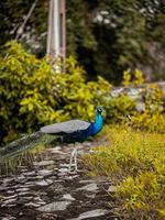 Peacock in the park photo