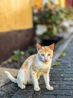 gato en el camino foto