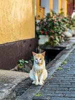 gato en el camino foto