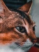 Cat in dark photo