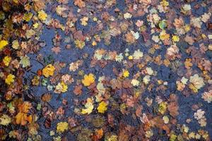 Fall leaves background photo
