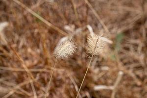 Brown nature background photo