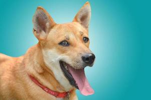 perro marrón sonriente con trazado de recorte foto