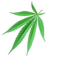 5-lobed cannabis leaf photo