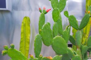 Flower of Big Opuntia microdasys, silver-aluminum background. photo