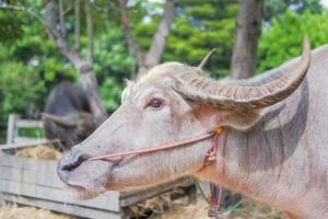 A buffalo with beautiful horns and skin is resting in an area full of hay. photo