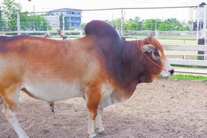 The indigenous bull male is brown with small horns. and a hump on the back of the neck . photo