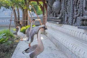 bandada de gansos shitou grises y blancos relajándose junto al agua foto