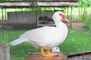 White feathered duck with reddish color on its beak. photo