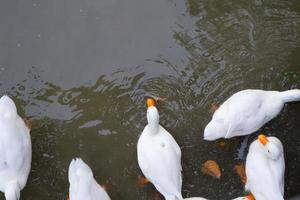 varios patos de plumas marrones nadaban alegremente. foto