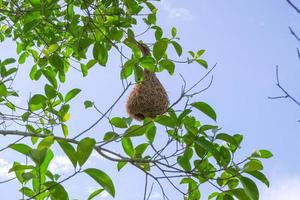 A sparrow's nest, a warbler of various sizes, on a green leafy branch. photo