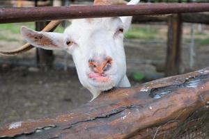 immature white goat is staring and smiling at you photo