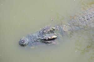 An adult crocodile is swimming with only the head and body visible. photo