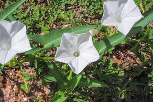 Close-up photo of flowers of Thai morning glory.