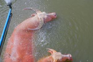 Albino buffalo and pink buffalo playing water in the farm Thailand photo