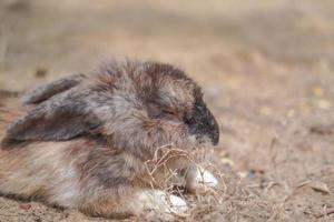 The rabbit family is having fun, walking, eating, sleeping on the ground and concrete. photo