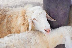 fluffy white sheep in the zoo photo