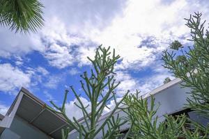 picture from bottom view There is a view of succulent trees without leaves buildings. photo