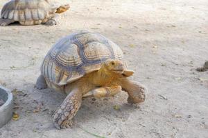 A giant tortoise with large, thick scales on its legs that walks freely on land. photo