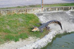 An adult crocodile is swimming with only the head and body visible. photo