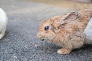 The rabbit family is having fun, walking, eating, sleeping on the ground and concrete. photo