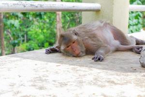 Cute monkeys live in Thailand's temples. photo