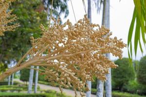 fruit of the nascent palm tree beautiful yellow photo