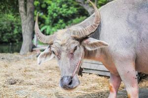 A buffalo with beautiful horns and skin is resting in an area full of hay. photo