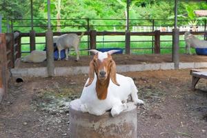 white goat with brown face It has pointed horns and long ears. resting photo